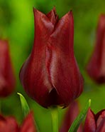 tulipa_bloody-mary_011