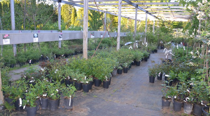 Välfyllt i Plantskolan    Buskar Träd Rosor Perenner  och plantor av Hög kvalite