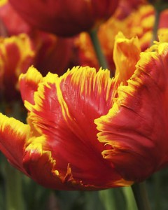 tulipa_bright-parrot_011