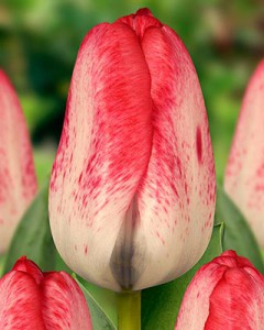 tulipa_denise_011