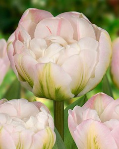 tulipa_finola_011